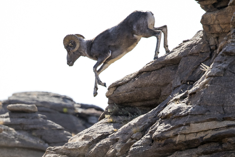 gobi desert wild life 